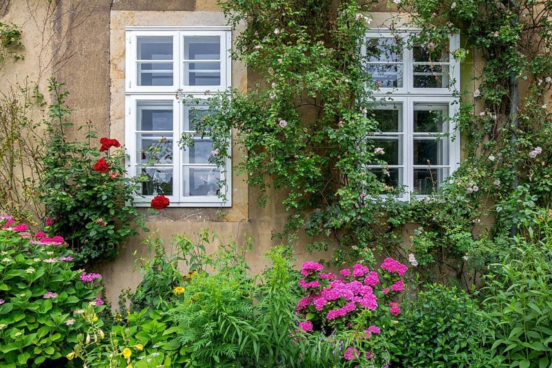 House wall with white windows, surrounded by lush vegetation and colourful flowers, including climbing plants and roses, Lower Saxony, Germany, Europe