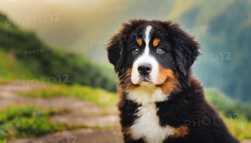 Pets, Dog, Bernese Mountain Dog, Puppy, AI-generated, AI generated