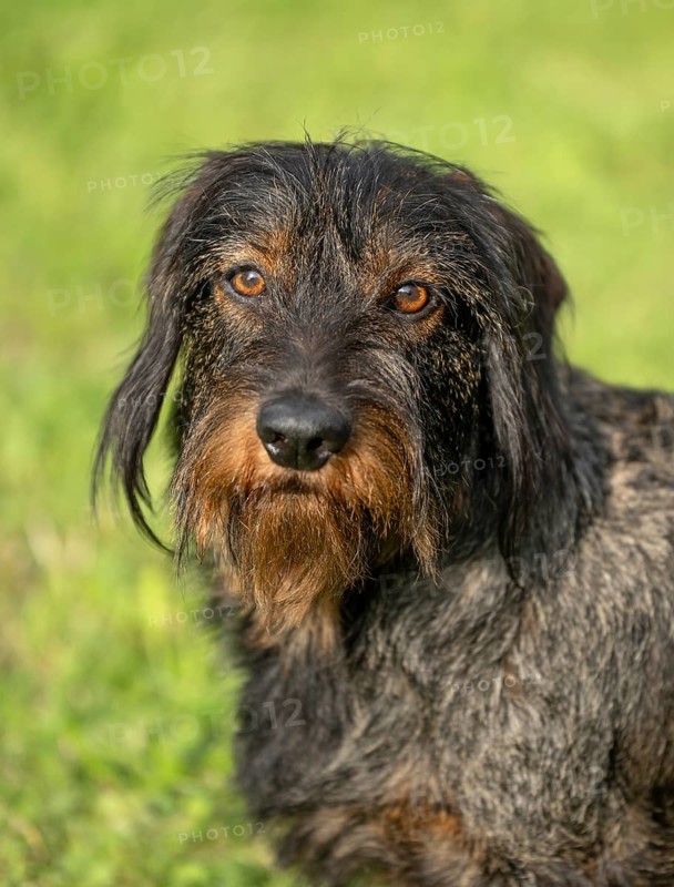 Rough-haired dachshund (Canis lupus familiaris) puppy, male, 3 years, animal portrait, meadow, Stuttgart, Baden-Württemberg, Germany, Europe