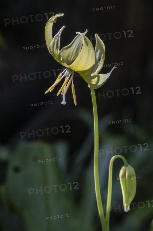Dogtooth (Erythronium pagoda), Emsland, Lower Saxony, Germany, Europe