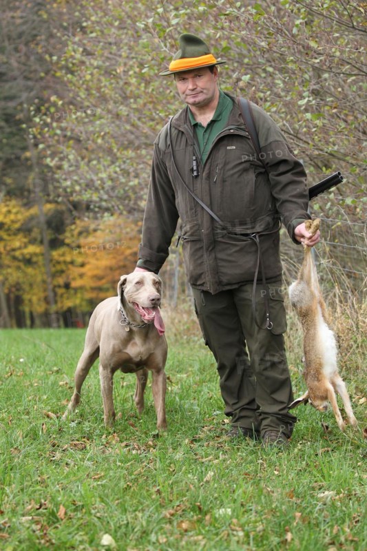 Hunter with hunted hare (Lepus europaeus) and hunting dog Weimaraner shorthair, Lower Austria, Austria, Europe