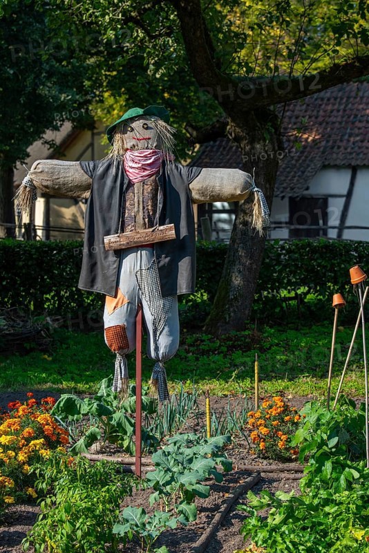 Humanoid scarecrow, bird scarer dressed in old clothes and placed in vegetable garden to deter, chasing away birds from feeding on the vegetables