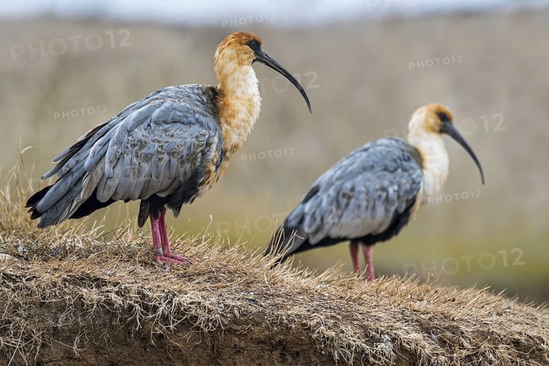 Two black-faced (Theristicus melanopis) ibises native to South America