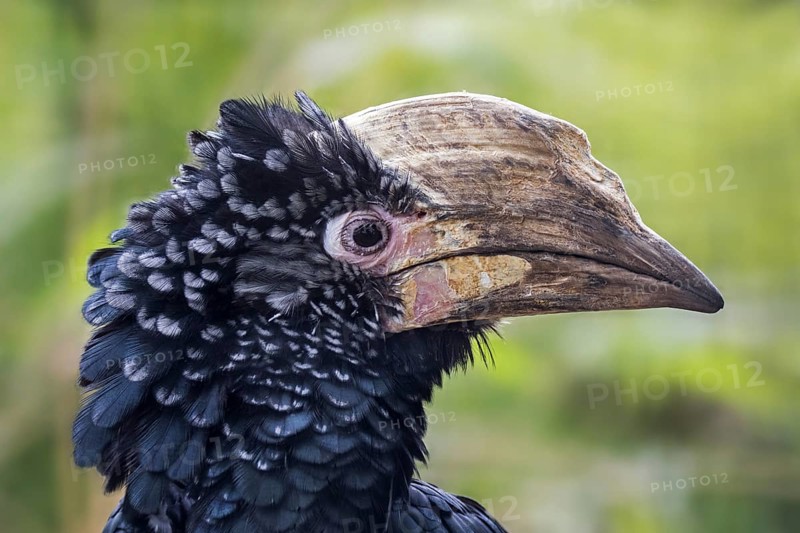Silvery-cheeked hornbill (Bycanistes brevis, Ceratogymna brevis) close up portrait, native to East Africa