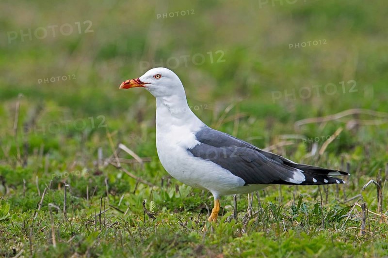 Lesser black-backed gull (Larus fuscus) with bloody bill in grassland