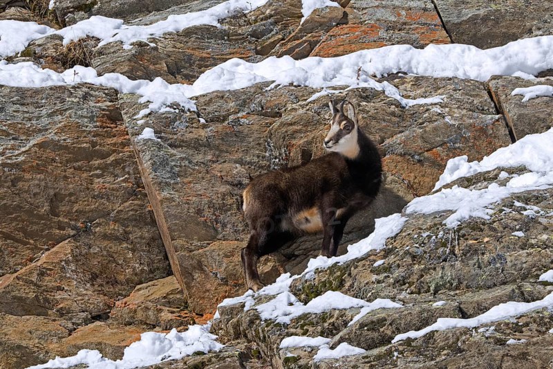 Alpine chamois (Rupicapra rupicapra) juvenile in dark winter coat foraging in steep snow covered rock face in the European Alps