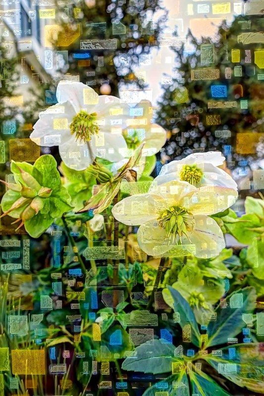 Creative shot, snow rose (Helleborus niger), Christmas rose, black hellebore, blossoms alienated, flowers, creative, colourful, colourful, all over, background, pattern, pattern, art, wrapping paper, design, greeting card, artistic, Germany, Europe