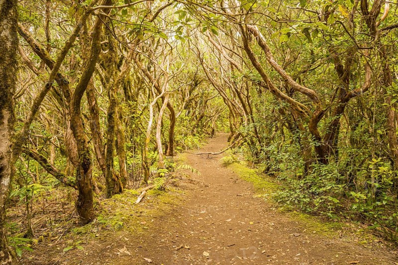 Laurel forest, cloud forest, Anaga Mountains, Tenerife, Canary Islands, Spain, Europe