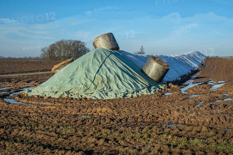 Pile of harvested sugar beets, covered by tarpaulin, waiting to be transported to the sugar factory. Hylteberga, Skurup Municipality, Skåne County, Sweden, Scandinavia, Europe