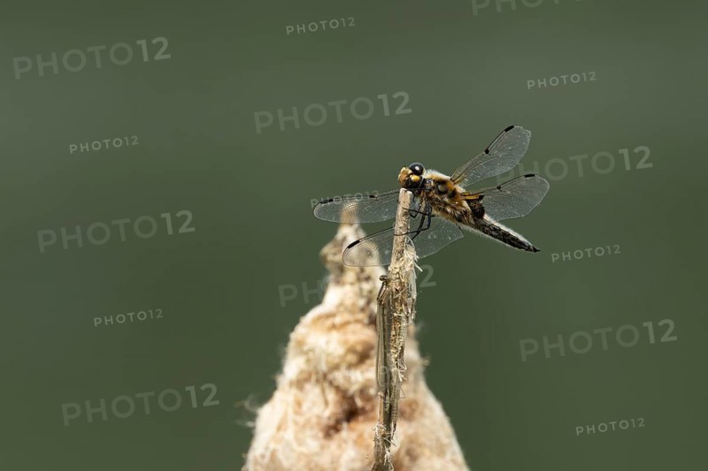 Four spotted chaser dragonfly (Libellula quadrimaculata) adult insect resting on a plant stem in a reedbed, Suffolk, England, United Kingdom, Europe