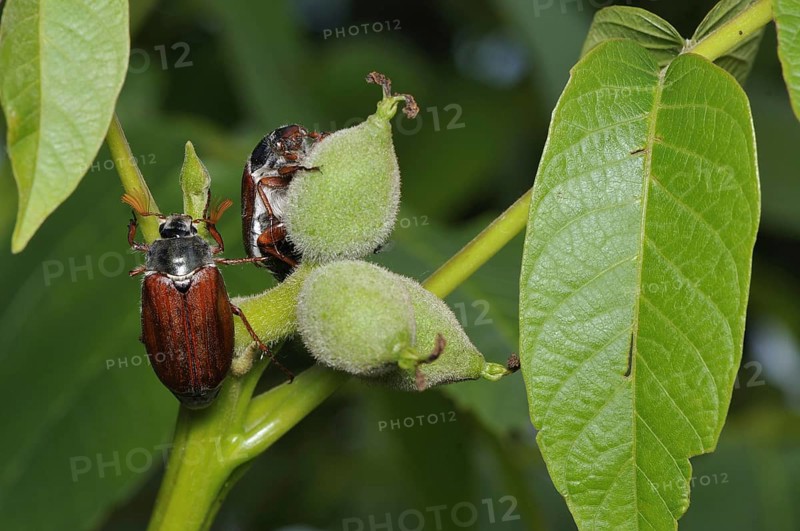 Cockchafer, (Melolontha), Bavaria, Federal Republic of Germany