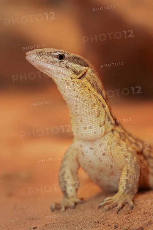 Spiny-tailed monitor (Varanus acanthurus), captive, occurring in Australia