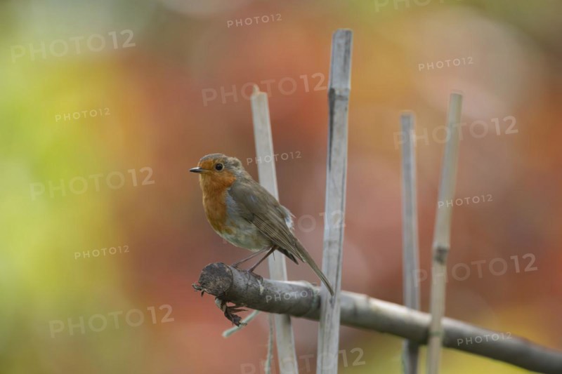 European robin (Erithacus rubecula) adult bird on garden bamboo canes, Suffolk, England, United Kingdom, Europe