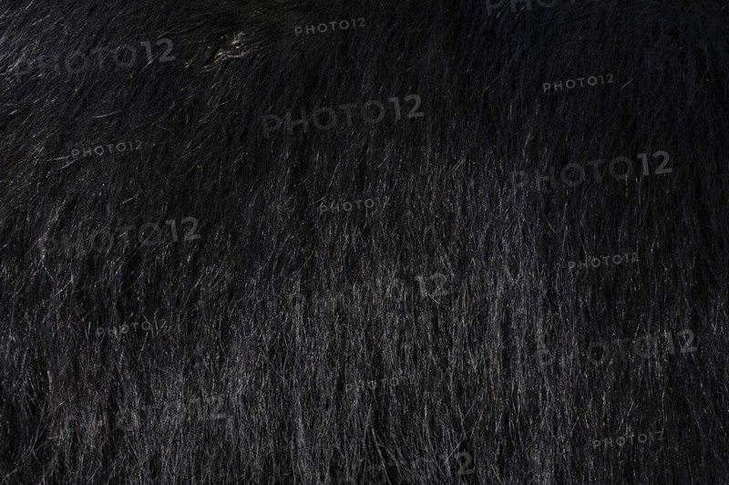 Sloth bear (Melursus ursinus), fur detail, captive, occurrence in South Asia