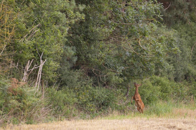 Roe deer (Capreolus capreolus) adult female doe standing on its back legs to feed on tree leaves, Suffolk, England, United Kingdom, Europe
