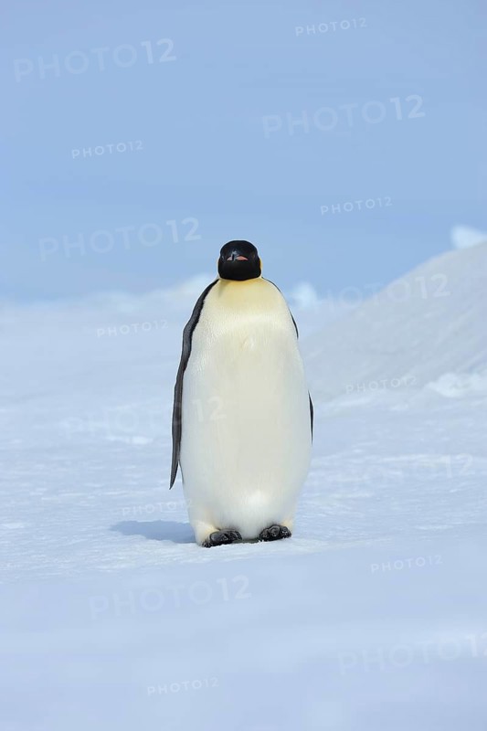 Emperor penguins (Aptenodytes forsteri), Adult, Snow Hill Island, Antartic Peninsula, Antarctica