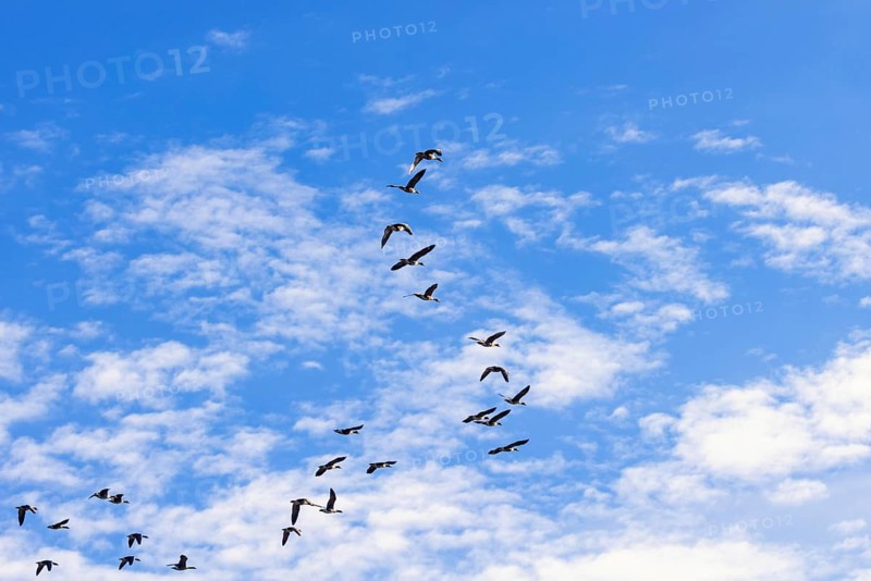 Flock with Greater white-fronted goose (Anser albifrons) flying on a blue sky