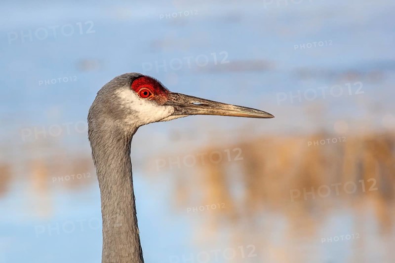Milford, Michigan, A sandhill crane (Antigone canadensis) at Kensington Metropark