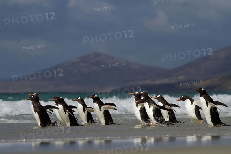 Gentoo penguin (Pygoscelis papua), on Sounders Island, Falkland Islands, Antarctica, small group, Falkland Islands, Antarctica, South America