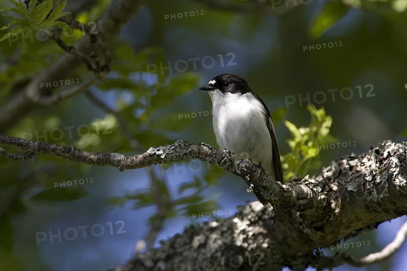 Pied Flycatcher, male on his singing roost, Sweden, (Ficedula hypoleuca), Sweden, Europe