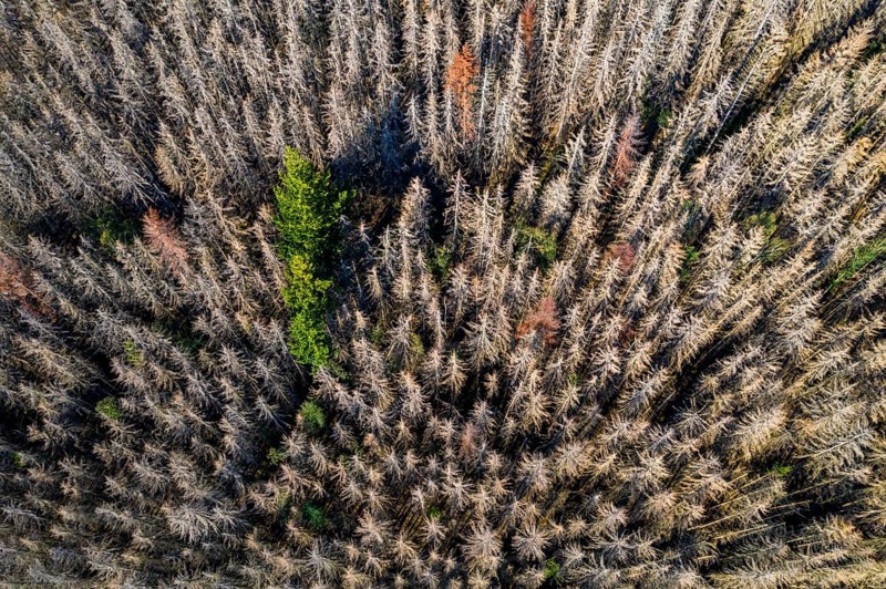 Sauerland, forest dieback, dead spruce trees, caused by the bark beetle, high temperatures, lack of water, climate change, North Rhine-Westphalia, Germany, Europe