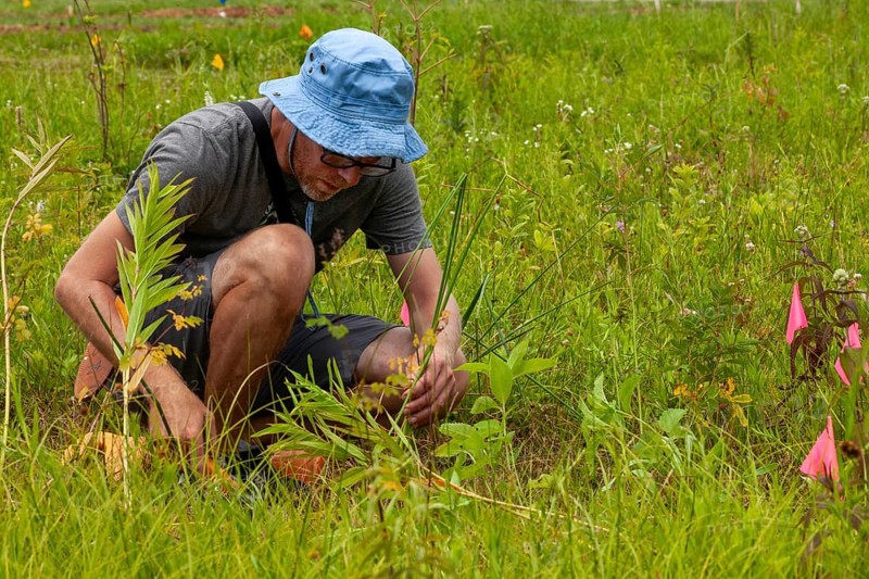 Detroit, Michigan, Volunteers planting in the wetlands at the public garden designed by prominent Dutch garden designer, Piet Oudolf. The garden is on Belle Isle, an island state park in the Detroit River