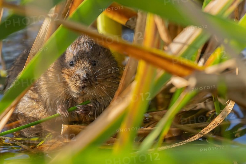 Water vole (Arvicola amphibius) adult animal feeding on a reed plant stem in a pond in the summer, Suffolk, England, United Kingdom, Europe