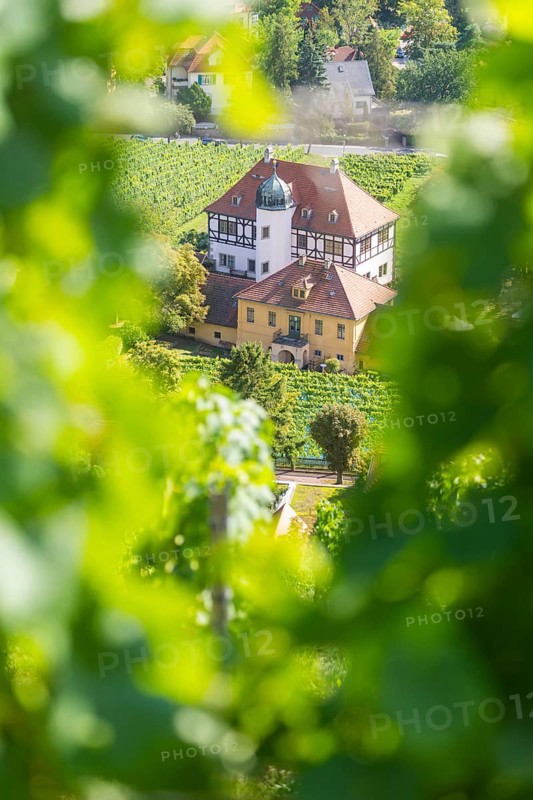 The idyllic, listed Hoflößnitz is a jewel of the Saxon wine culture landscape and the first and only producer in Saxony that is fully committed to organic cultivation and produces certified organic Saxon wines. Saxony's only viticulture museum with a permanent and special exhibition on regional viticulture is located in the historic buildings and on the neighbouring open space. View from the vineyard into the valley, Haus Höflößnitz, Radebeul, Saxony, Germany, Europe