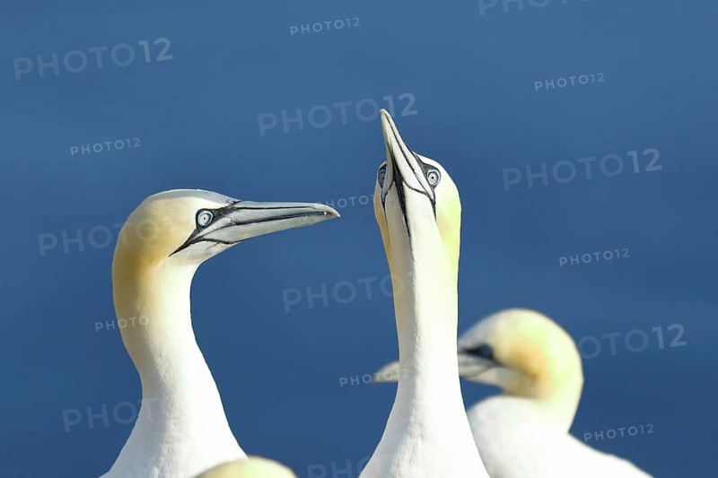 Northern gannet (Morus bassanus) pair greeting each other, animal portrait, Heligoland, Lower Saxony, Germany, Europe