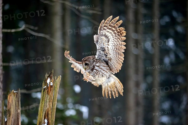 Tawny owl (Strix aluco), adult in winter, landing on a wait, flying, Zdarske Vrchy, Bohemian-Moravian Highlands, Czech Republic, Europe