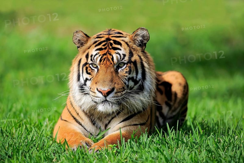 Sumatran tiger (Panthera tigris sumatrae), adult male portrait alert, Sumatra