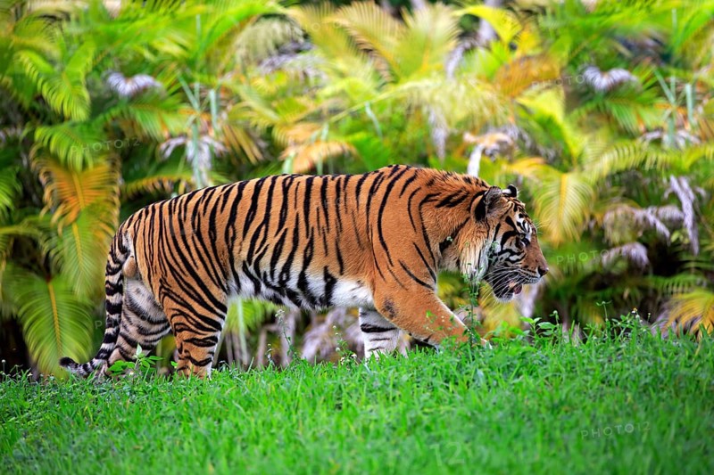 Sumatran Tiger (Panthera tigris sumatrae), adult male running, Sumatra