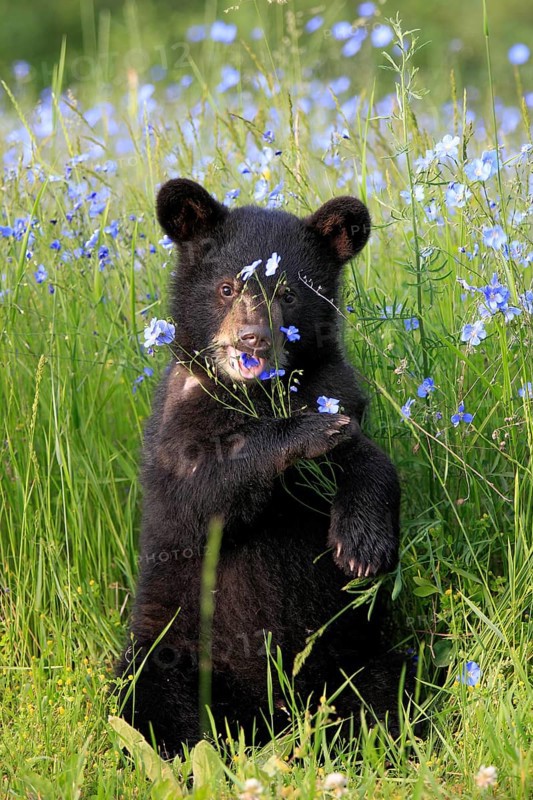 American Black Bear (Ursus americanus), young, flowers, meadow, six months old, Montana, USA, North America