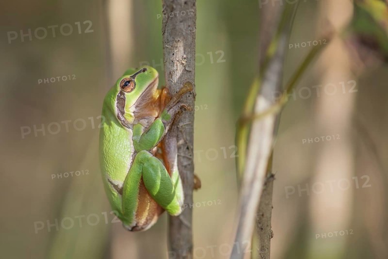 Common Tree Frog (Hyla arborea) sitting in the vegetation at the edge of the forest.Bas rhin, alsace, grand est, France, Europe
