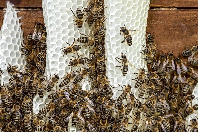 Bee colony, many bees, Western or European honey bee (Apis mellifera), wild construction of natural honeycomb outside of beehive, beeswax, fresh, white, honeycomb, Nidda, Wetterau, Hesse, Germany, Europe