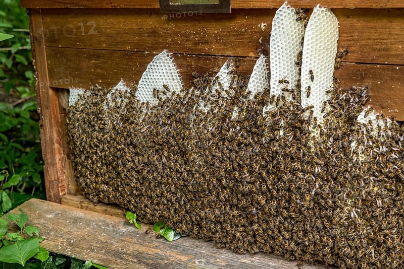 Bee colony, many bees, Western or European honey bee (Apis mellifera), wild construction of natural honeycomb outside of beehive, beeswax, fresh, white, honeycomb, Nidda, Wetterau, Hesse, Germany, Europe