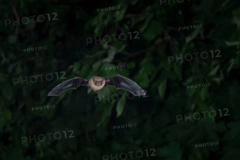 Common pipistrelle (Pipistrellus pipistrellus) hunting insects in front of deciduous forest, Brandenburg, Germany, Europe