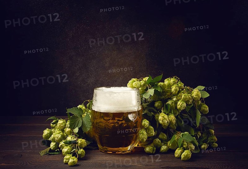 A mug of beer, on a wooden table, with a branch of fresh hops, rustic, no people