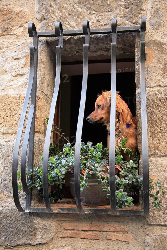Dog in a barred window in the historic centre of Bolsena, Lazio, Italy, Europe