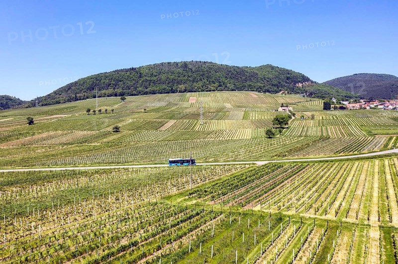 A local public transport bus drives along the vineyards of the southern wine route, Frankweiler, 25 05 2023