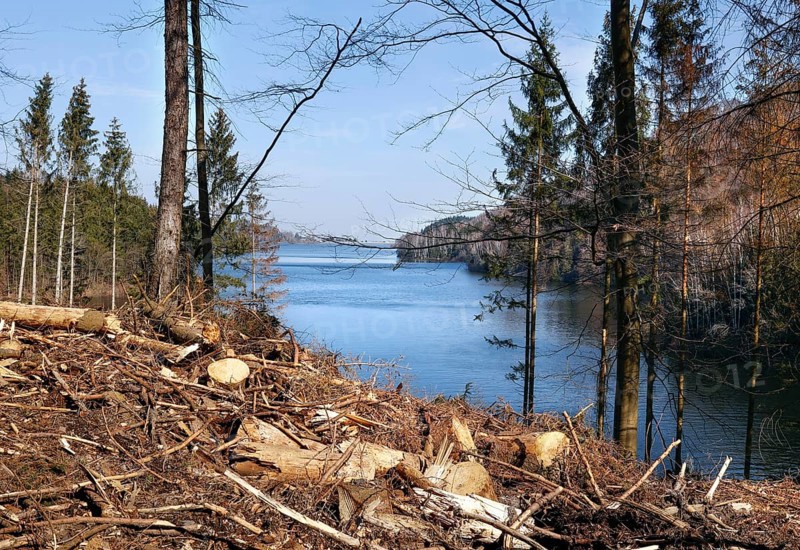 Langelsheim, 07.04.2023, Deforested trees on the banks of the Granetal dam