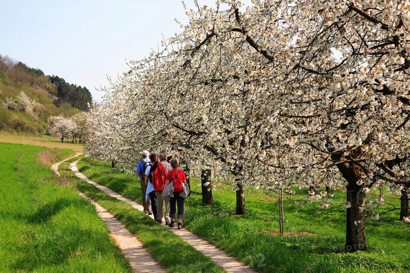 Walkers on a field path during the cherry blossom in Franconian Switzerland, district of Forchheim, Upper Franconia, Bavaria, Germany, Europe