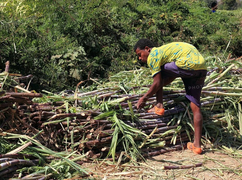 Ahamra region, Young man harvesting sugar cane, Ethiopia, Africa