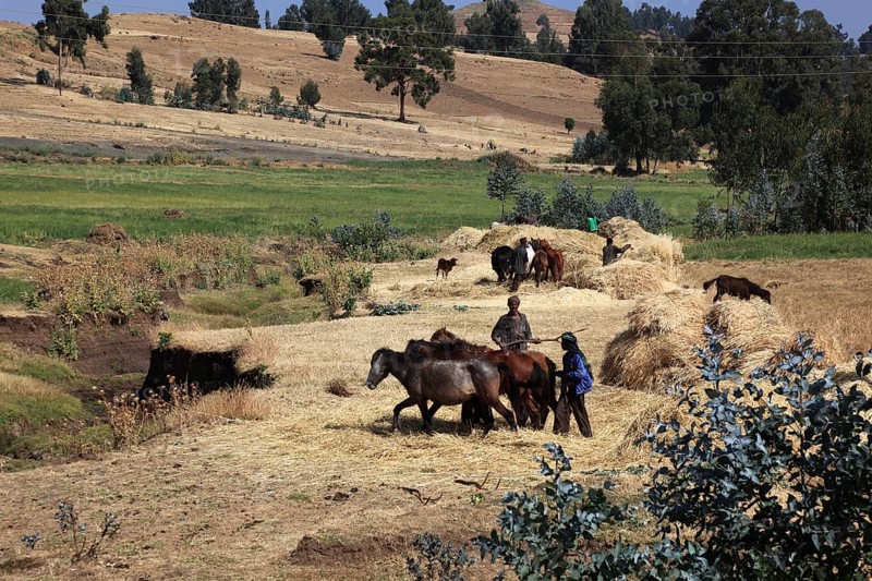In the highlands of Abyssinia, in the Semien Mountains, Semien Mountains, field work, threshing grain with horses, Ethiopia, Africa