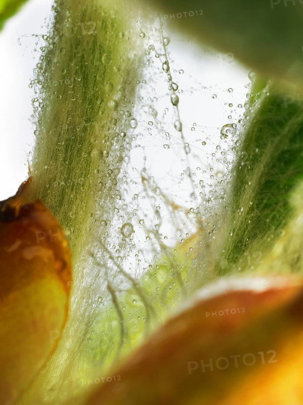 Chestnut, common horse-chestnut (Aesculus hippocastanum), detail of bud, resin droplets and fine hairs to protect the young shoots, macro photograph