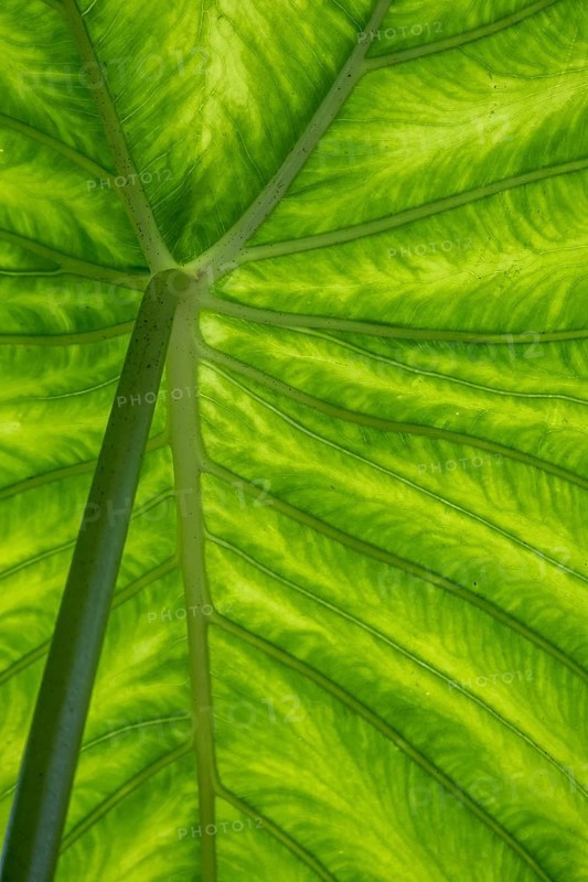 Giant elephant ear (Alocasia), underside of leaf, North Rhine-Westphalia, Germany, Europe