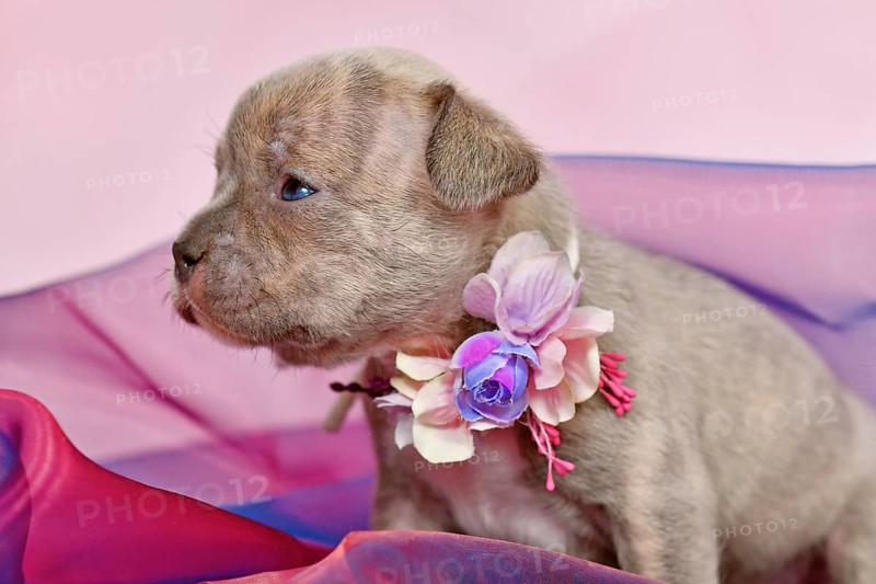 Four weeks purebred young Lilac Brindle French Bulldog puppy with long nose in tulle fabric