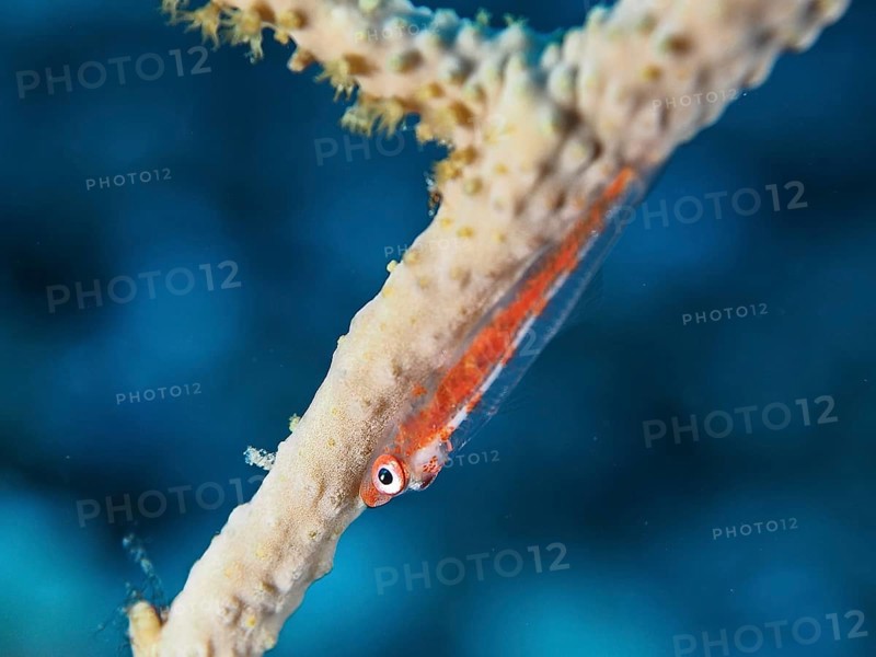 Dwarf pygmy goby (Bryaninops cf discus), dive site House Reef, Mangrove Bay, El Quesir, Red Sea, Egypt, Africa