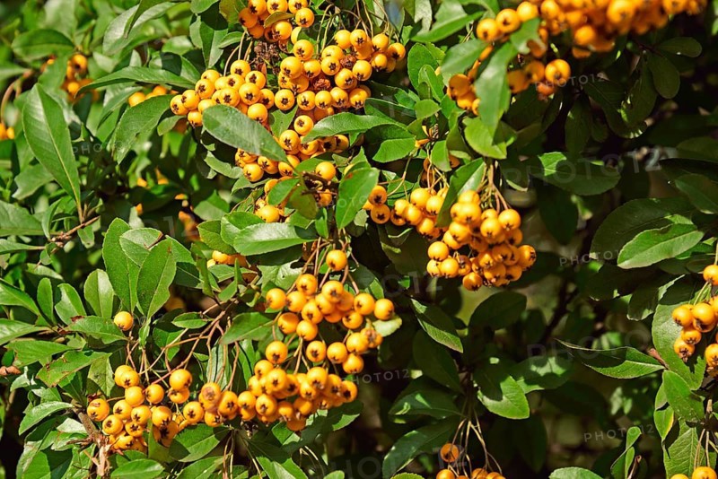 Botany, sea buckthorn, Hippophae rhamnoides, shrub, vitamin C, Hamburg, Hamburg, Federal Republic of Germany
