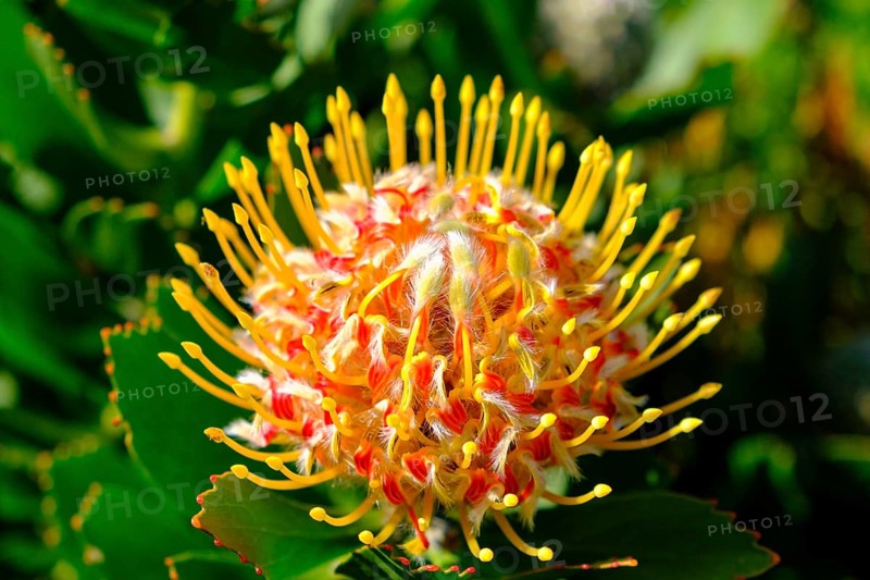Leucospermum cordifolium (Protea Leucospermum cordifolium), flower, flowering, silver tree plant, Kirstenbosch Botanical Gardens, Cape Town, Cape Town, Western Cape, South Africa, Africa